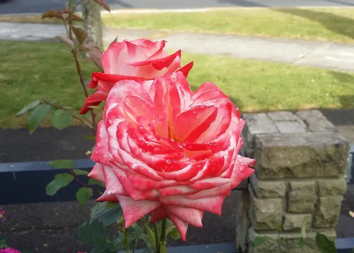 Rose Court Motel 4*