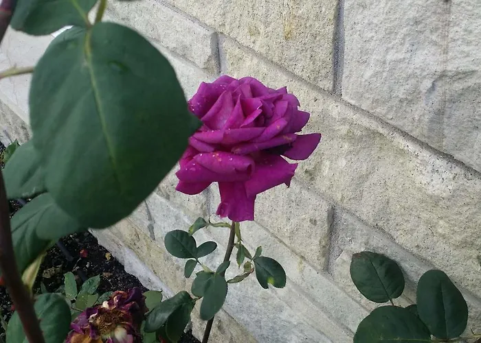 Rose Court 4*